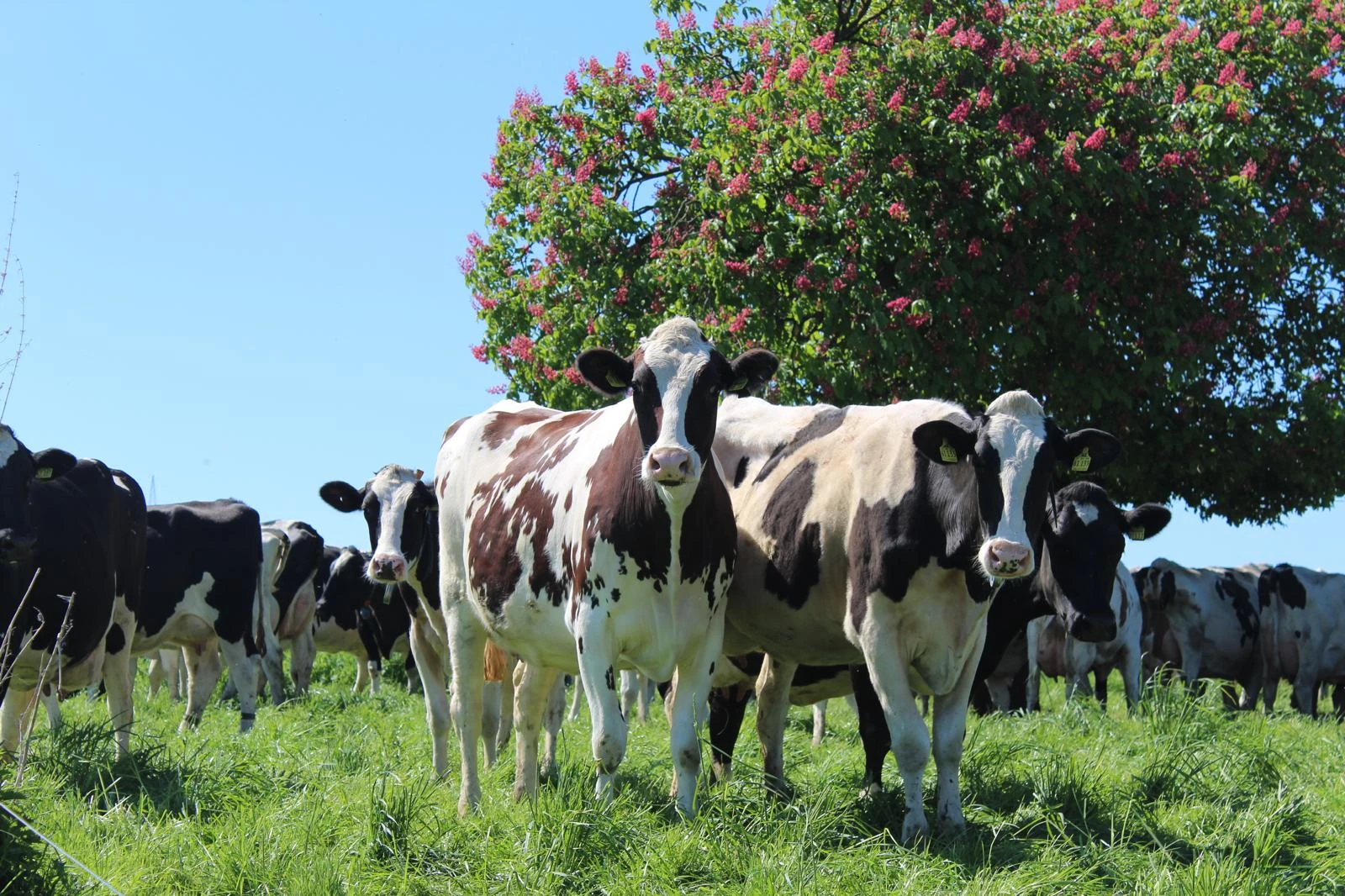 Unsere Rinderherde unter der Kastanie im Frühling