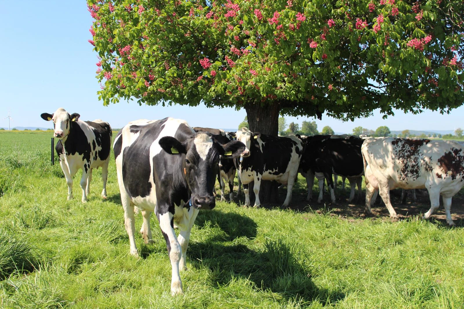 Holstein-Kühe im Schatten einer blühenden Kastanie