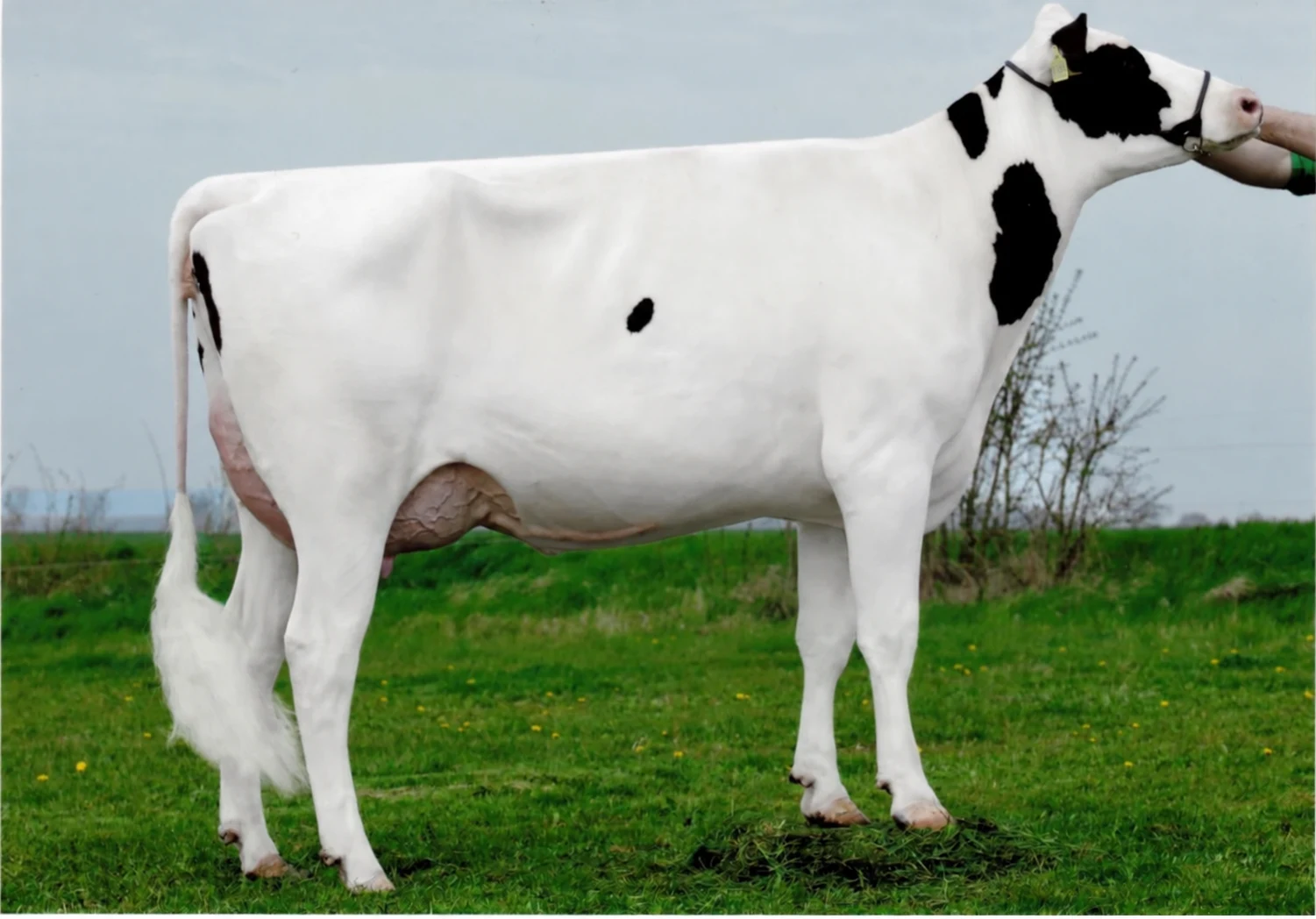 Schwarz-weiße Holstein-Kuh im seitlichen Zuchtporträt