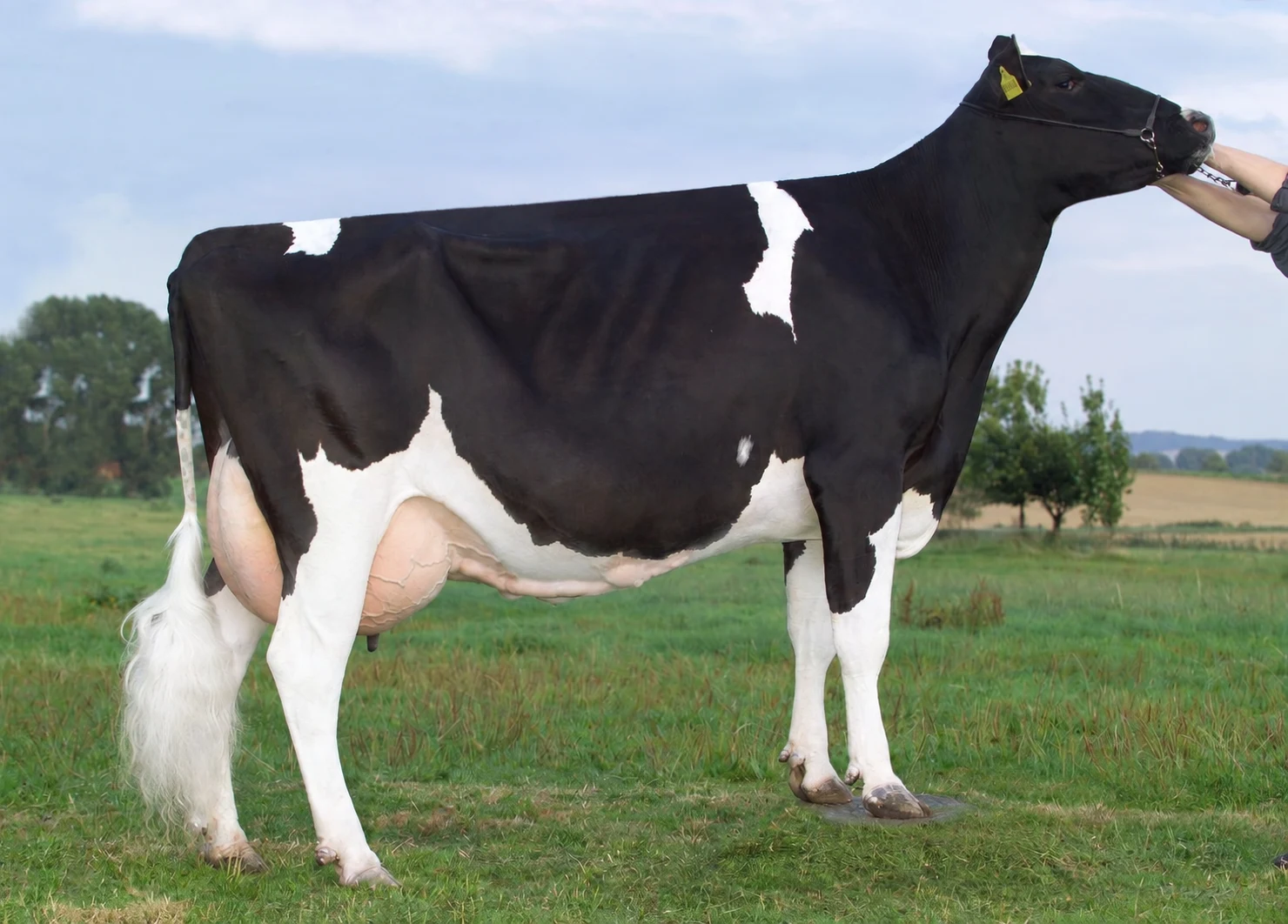 Holstein-Kuh im seitlichen Profil